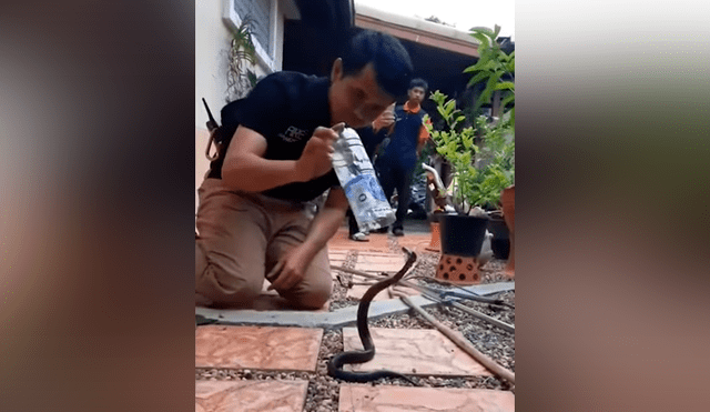 Chico intenta meter peligrosa serpiente en botella de plástico, sin imaginar lo que pasaría [VIDEO]