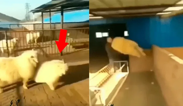 Facebook: oveja ve a hombre desconocido en su territorio y lo ataca con patada 'karateca'