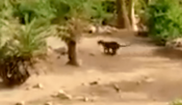 YouTube viral: ¡Increíble! Un feroz leopardo cayó a un pozo y fue rescatado por grupo de monos [VIDEO] 