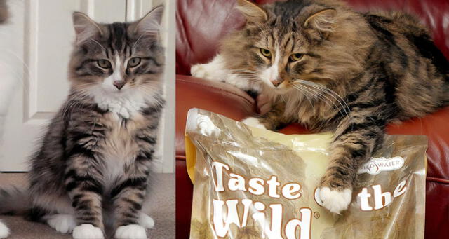 Gato desapareció y 1 año después lo descubren en fábrica de alimentos con el doble de peso