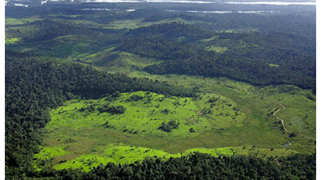 Recomendaciones para cuidar el Amazonas. Foto: AFP