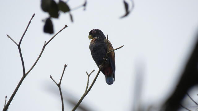Registran nuevas especies de aves en el Parque Nacional Cerros de Amotape