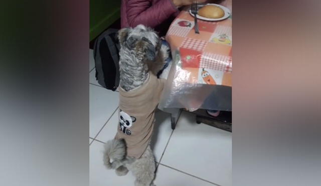 La cachorra vio que su dueña disfrutaba un poco de pan y esta también quiso comer un poco. Foto: captura de TikTok