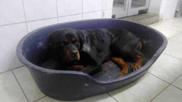 Callao: Perro que fue atacado con un hacha se reencuentra con su familia [VIDEO]