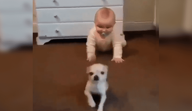 YouTube viral: Señora descubre el preciso instante que perro enseña gatear a su bebé [VIDEO]
