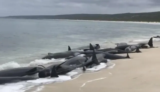 Muere la mitad de más de 150 ballenas varadas en Australia