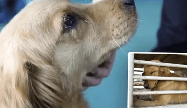 YouTube: El "llanto" de un perro que fue rescatado de un mercado de carne [VIDEO]