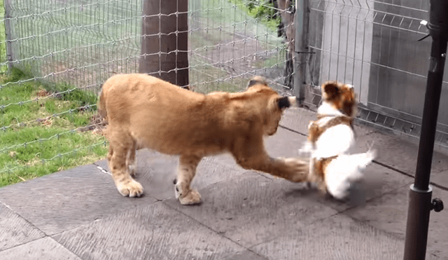 YouTube Viral: perro ingresa a recinto para 'enamorar' a leona y ella intenta 'mordisquearlo' [VIDEO]