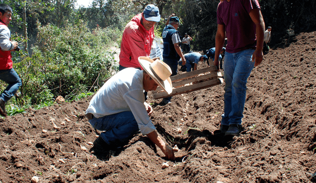 Cajamarca es una de las cinco regiones productoras nacionales de papa