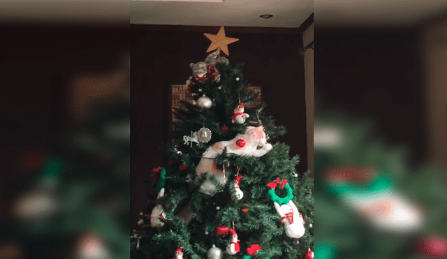 En Facebook, un travieso gato no tuvo mejor idea que destrozar el árbol de Navidad que preparó su dueña.