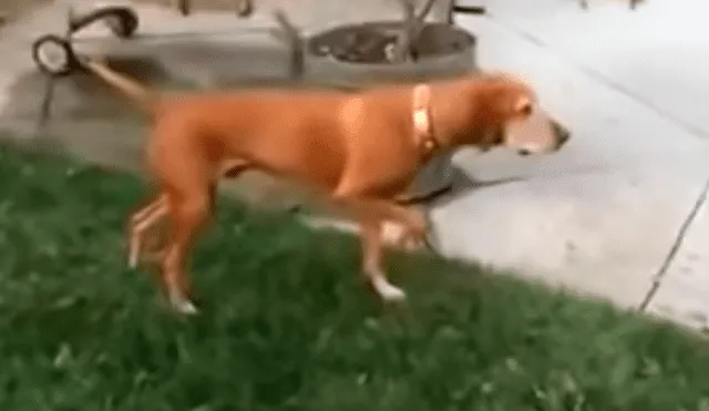 Youtube viral: Perro finge ser una estatua y desconcierta a todos con su conducta [VIDEO]