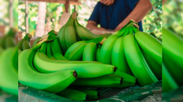 Banano orgánico