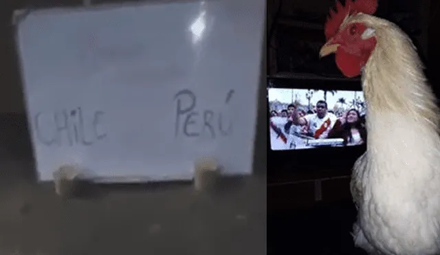 Video es viral en Facebook. ‘Poly’, como se llama esta gallina, ha acertado en todas sus predicciones, ya que un error la llevaría a la olla. Foto: Captura.