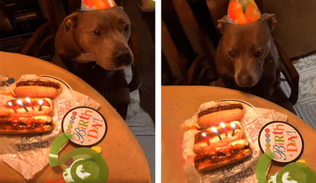 Desliza las imágenes para conocer la sorpresa de cumpleaños que preparó una pareja para su perro. Foto: Captura.