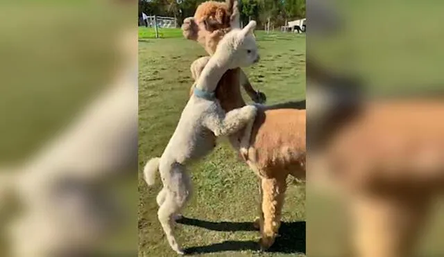 Desliza las imágenes para apreciar el amoroso gesto que tuvo una alpaca bebé cuando vio a su madre. Foto: Captura de YouTube