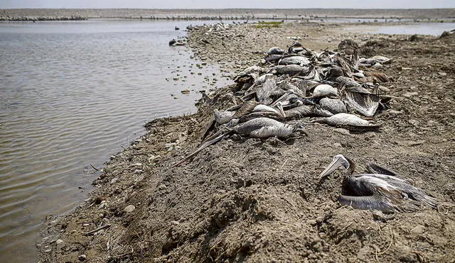 brote. Pelícanos siguen muriendo en playas de Arequipa.