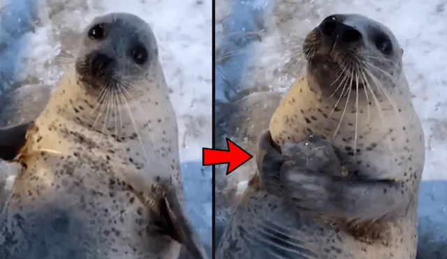 Facebook viral: le dan cubo de hielo a foca bebé y esta tiene increíble reacción [VIDEO]