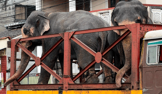 Elefante muere por cansancio mientras trasladaba a un grupo de turistas [VIDEO] 