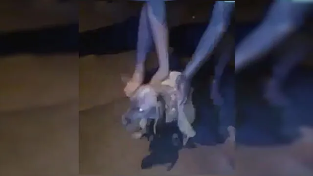 Ate: serenos rescatan a perro que cayó en una acequia [VIDEO]