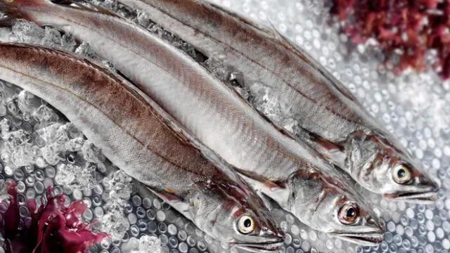 Prohíben pesca de merluza en Piura