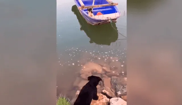 El perro se ganó los aplausos de miles de usuarios por la hazaña que realizó para rescatar a su cría. Foto: captura.