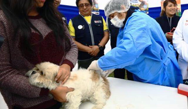 Mascotas recibirán las vacunas en puestos cercanos a parques, mercados, entre otros lugares de fácil acceso. Foto: Andina.