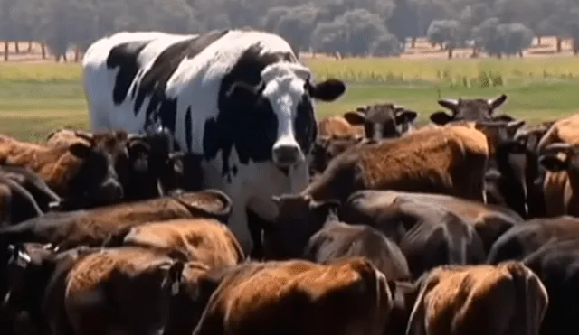 YouTube Viral: Conoce a Knickers, la vaca más grande del mundo que se salvó de morir por su gran tamaño [VIDEO]