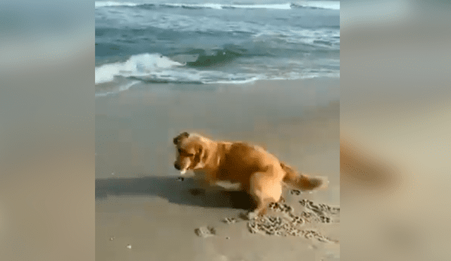 Video es viral en Facebook. Pese a mostrarse temeroso por las olas del mar, el can logró atrapar su pelota de juego en una curiosa escena que se ha hecho viral en las redes. Fotocaptura: Twitter
