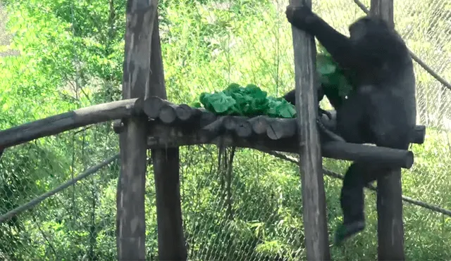 Gorila ‘glotón’ y ‘egoísta’ quita lechuga a sus compañeros y se lo come solo [VIDEO] 