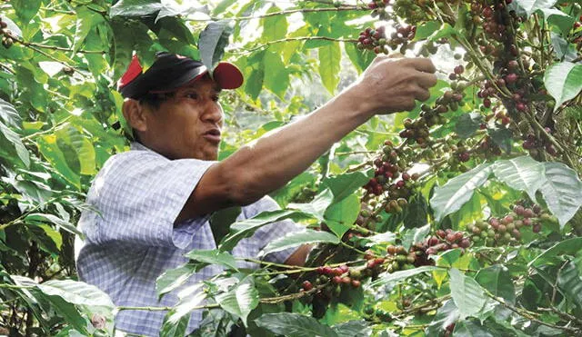 Cafetaleros advierten que dictamen de ley agraria del Congreso los perjudicará