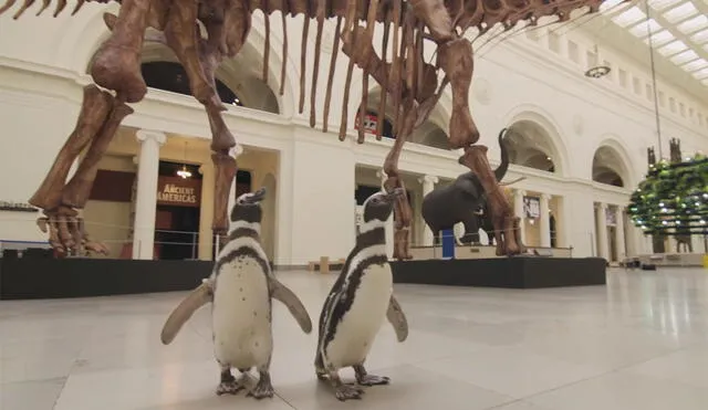 Pareja de pingüinos son captados de paseo en un museo en Chicago. Foto: Youtube