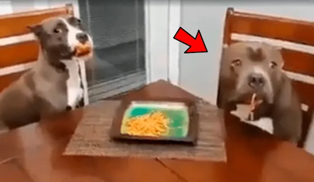 Facebook viral: Dejó su plato de comida en la mesa y sus perros hicieron esto con ella [VIDEO]