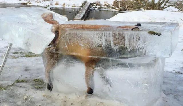 Twitter: hallan un zorro totalmente congelado por el frío de Alemania | FOTOS