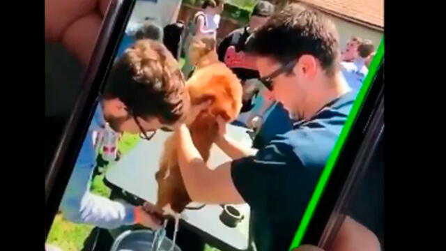 Perrito fue obligado a tomar cerveza durante fiesta de fraternidad [VIDEO]