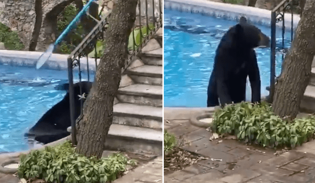 A través de Facebook se hizo viral el momento en que captan a un oso entrando a la piscina de una casa.