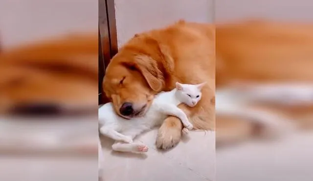 Desliza las imágenes para conocer la verdadera amistad entre un perro y un gato que son inseparables. Foto: Captura de Facebook