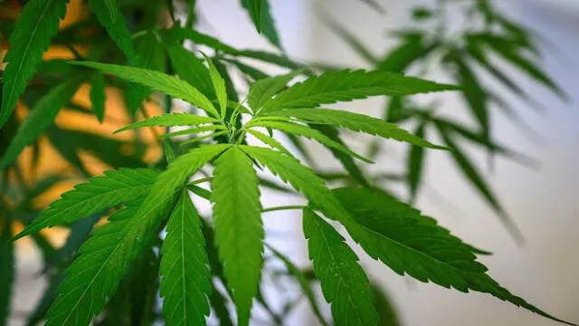 A cannabis plant is seen during the opening of a cannabis (marijuana) clinic at the Department of Development of Thai Traditional and Alternative Medicine in Bangkok on January 6, 2020. - Thailand was the first country in Southeast Asia to legalize medical marijuana in 2018, eager to capitalise on the potential global multi-billion goldmine in cannabis oil extraction and products. (Photo by Mladen ANTONOV / AFP)