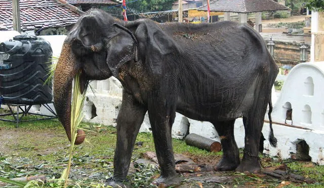 Tikiri: elefanta de 70 años