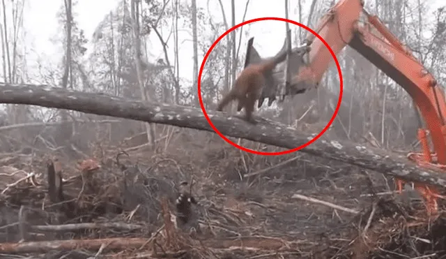 YouTube: trágico final de orangután que enfrentó a excavadora para proteger su bosque [VIDEO]