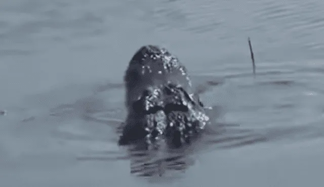 Enorme anaconda ingresa a río y tiene mortal batalla con feroz cocodrilo [VIDEO] 