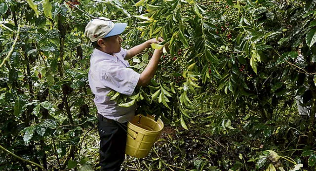 Cusco: En 60% cae la producción de café en La Convención