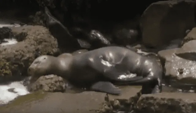 Lobo marino varado en playa de Miraflores - Video: Canal N