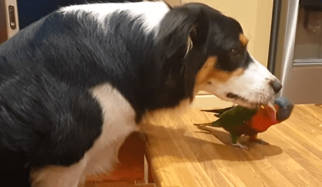 Video es viral en Facebook. El ave no soportó que el can dejara de jugar y darle cariño y manifestó su enojo con una graciosa conducta que ha hecho reír a todos