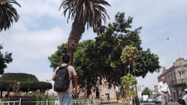 Tacna: restringen paso en Paseo Cívico por palmera a punto de caer [VIDEO]