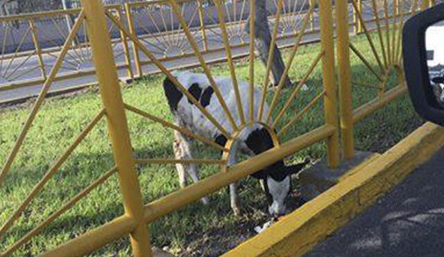 La Victoria: Vaca fue abandonada en plena vía pública 