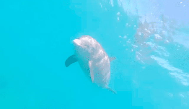 Facebook viral: delfín nada junto a muchachos que practicaban deporte acuático en isla del Caribe [VIDEO]