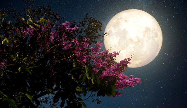 La Luna llena de flores lleva ese nombere por coincidir con la primavera en varias partes del mundo. (Foto: Internet)