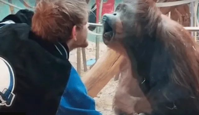 YouTube: El momento en que un orangután intentó besar a un visitante del zoológico [VIDEO]