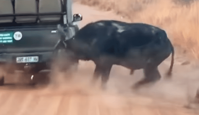 El bovino logró escapar gracias al estremecedor ruido que ocasionó. Foto: Kruger Sightings / YouTube