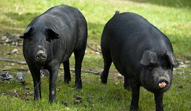 Los cerdos iberoamericanos al borde de la extinción
